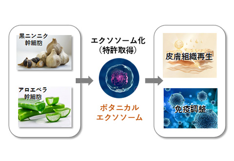 【ボタニカルエクソソーム】（黒ニンニク幹細胞・アロエベラ幹細胞）→エクソソーム化（特許取得）→（皮膚組織再生、免疫調整）